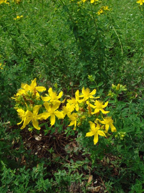 Hypericum perforatum